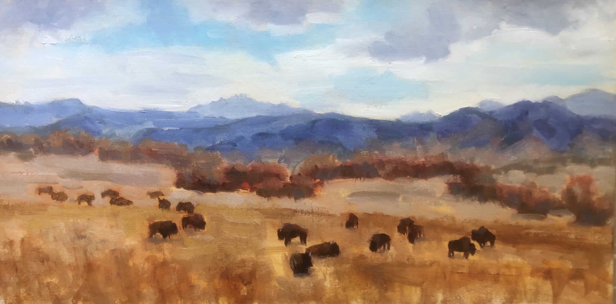 Daniels Park Bison by Susan Bell